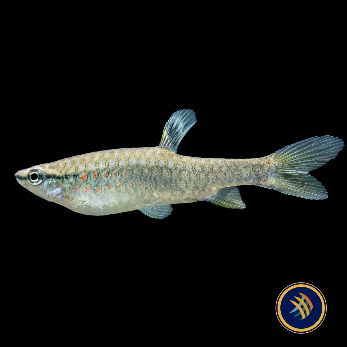 Red Spotted Splashing Tetra (Pyrrhulina obermulleri)