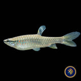 Red Spotted Splashing Tetra (Pyrrhulina obermulleri)