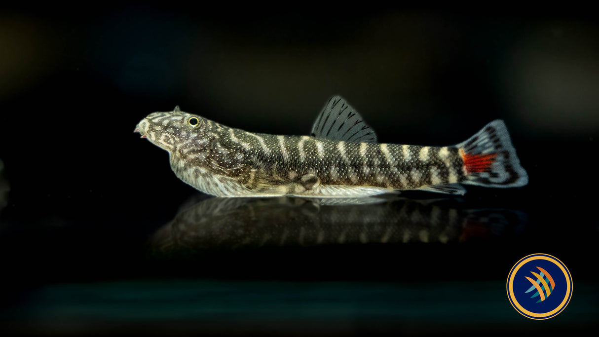 Borneo Sucker Redtail Hillstream Loach (gastromyzon borneenis) Catfish Loaches & Plecos 