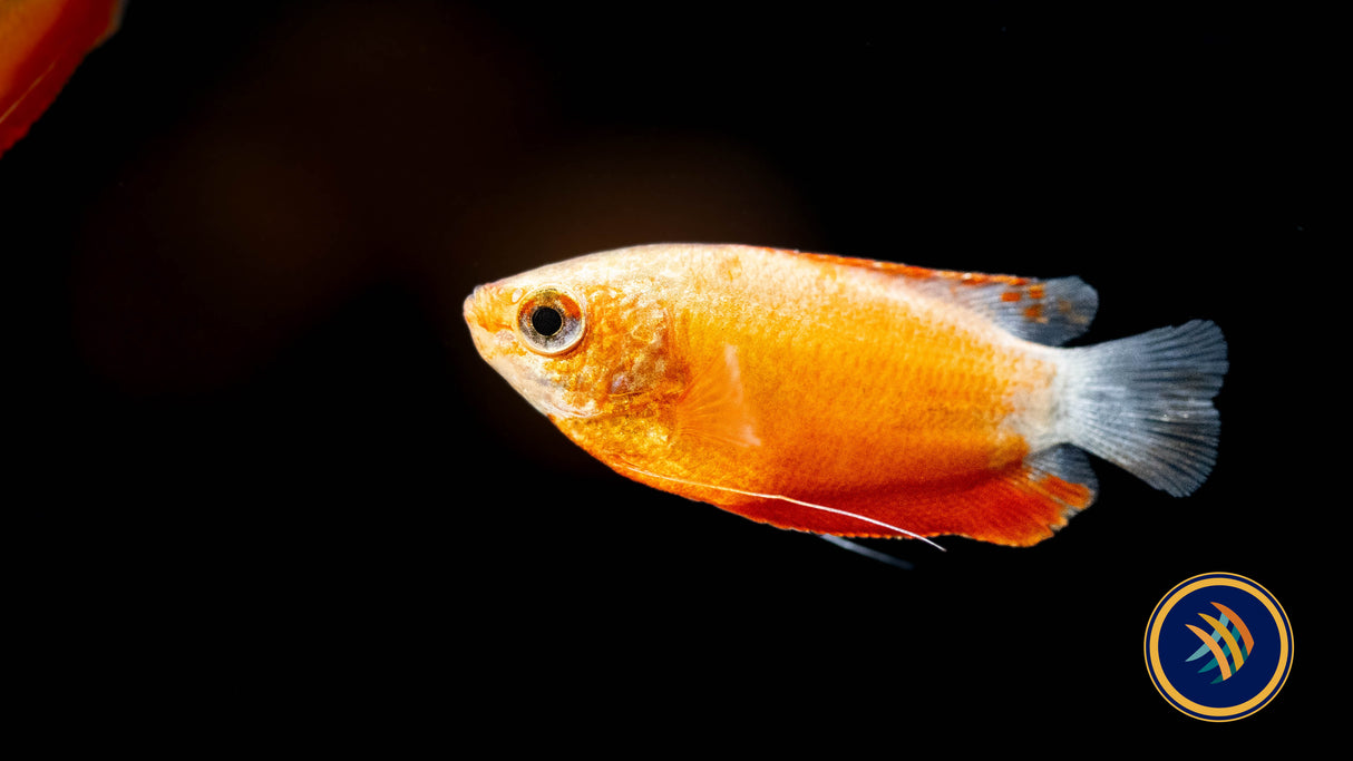 Red Thick Lipped Gourami 4cm Cichlids Badis & Gouramis 