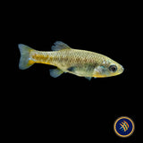 Redtail Goodied (Xenotoca eiseni) 