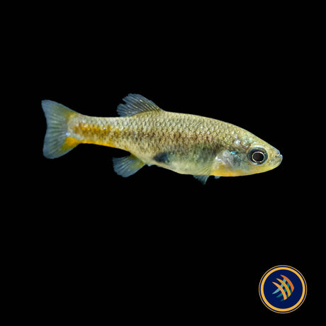 Redtail Goodied (Xenotoca eiseni) 