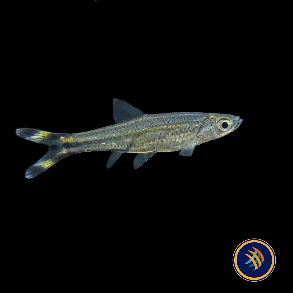 Scissortail Rasbora (Rasbora trilineata) 2.5-3cm