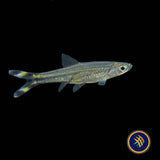 Scissortail Rasbora (Rasbora trilineata) 2.5-3cm