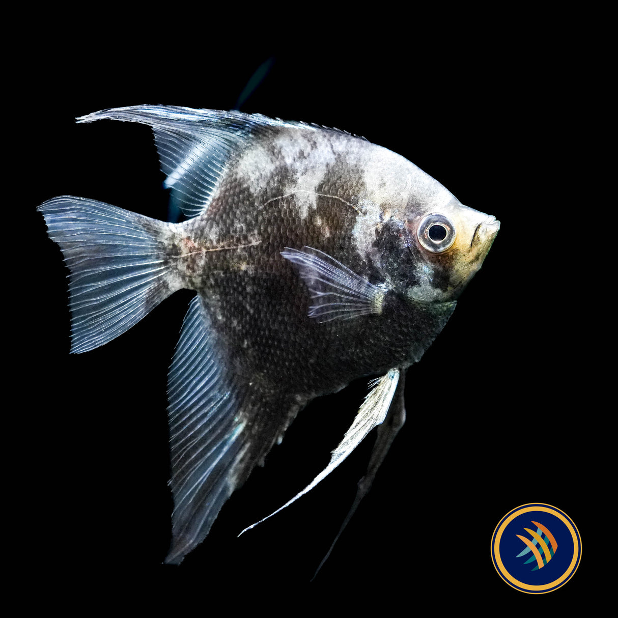 Smokey Blue Paraiba Angelfish (Pterophyllum scalare)