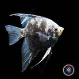 Smokey Blue Paraiba Angelfish (Pterophyllum scalare)