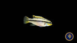 Striped Kribensis (Pelvicachromis taeniatus "Kienke") 3-5cm Aquarium Glaser