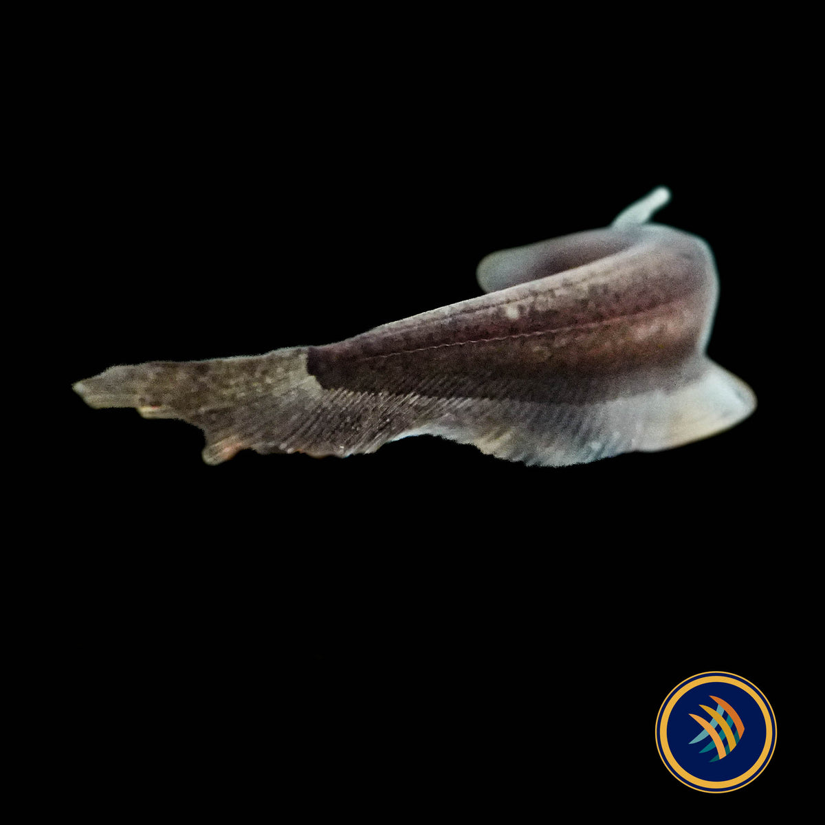 Sumatra Leaf Catfish (Silurichthys indragiriensis)