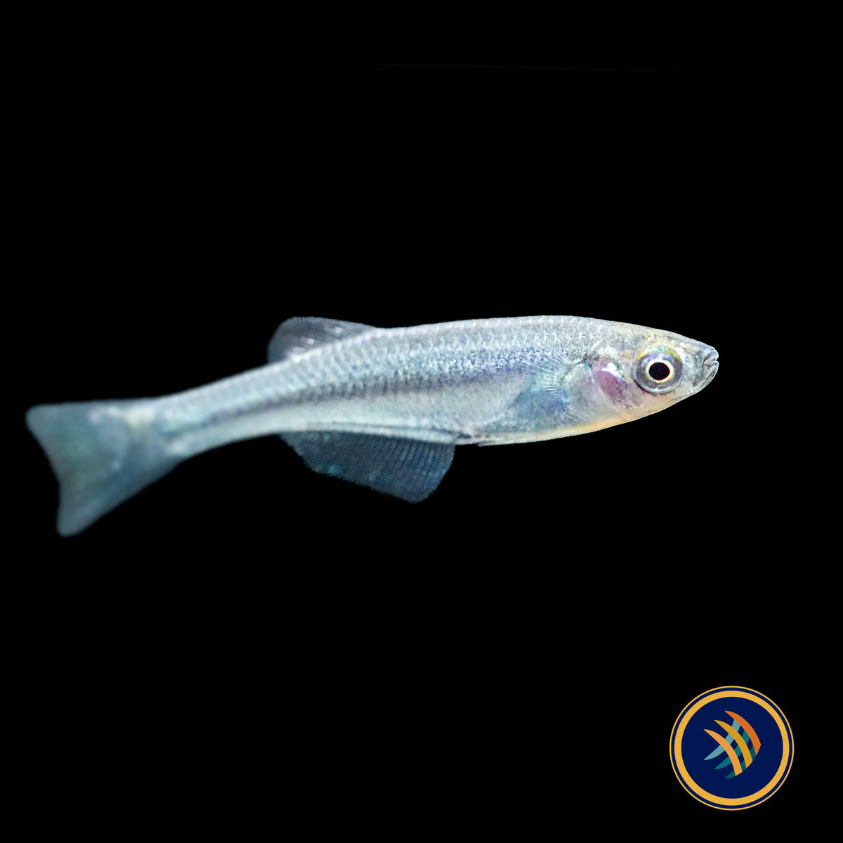 Tanganyika Killifish (Lamprichthys tanganicanus)
