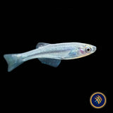 Tanganyika Killifish (Lamprichthys tanganicanus)