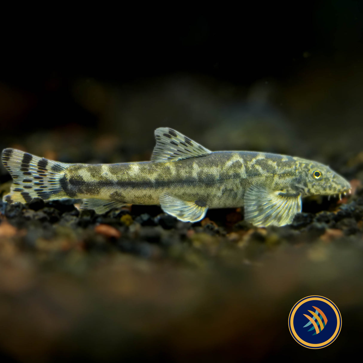 Tasseled‑mouth River Loach (Crossostoma lacustre)