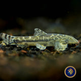 Tasseled‑mouth River Loach (Crossostoma lacustre)