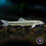 Tiger Stone Loach (Sundoreonectes obesus) 3-5cm