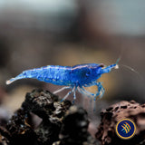 Ultra Blue Shrimp (Neocaridina davidi)