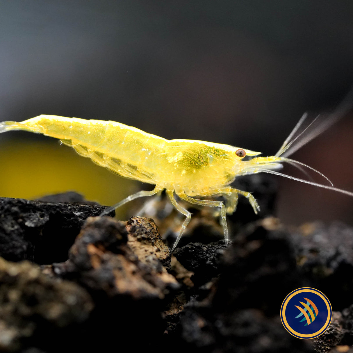 Ultra Gold Shrimp (Neocaridina davidi)