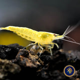 Ultra Gold Shrimp (Neocaridina davidi)