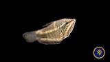 Vaillant's Chocolate Gourami (Samurai) (Sphaerichthys vaillanti) 3-4cm | Cichlids Badis & Gouramis | Largest Tropical Fish Selection at Your Local Fish Store