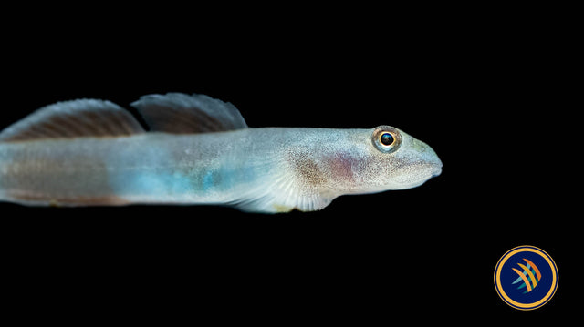 Venustus goby (Lentipes venustus) Other Livestock Venustus goby (Lentipes venustus)