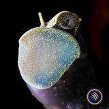 Yellow Rabbit Snail (Tylomelania)