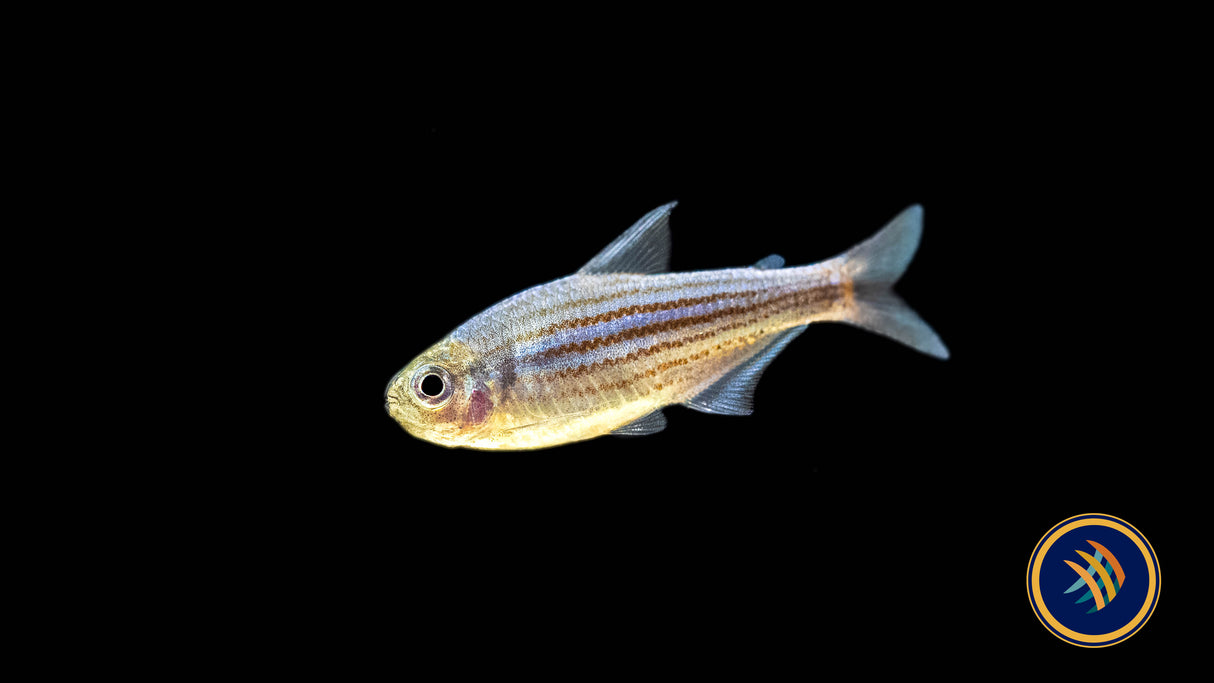 Zig Zag Tetra (Hyphessobrycon hexastichos)