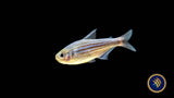 Zig Zag Tetra (Hyphessobrycon hexastichos)