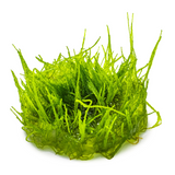 Taxiphyllum barbieri 'Bogor Moss' (Java Moss) 003 TC | Tissue Cultures | Largest Tropical Fish Selection at Your Local Fish Store