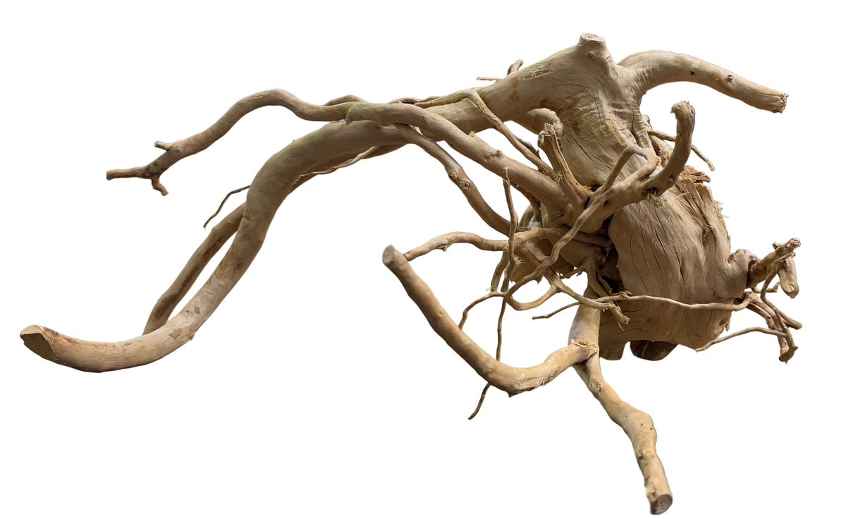  Large Piece of Spiderwood