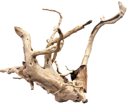 Large spiderwood
