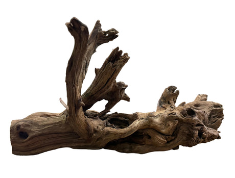  Malaysian Mangrove Wood