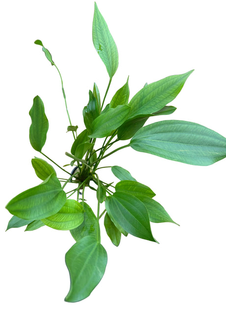 Echindorus Grandifolius - Large Mother Plant Potted - WP650