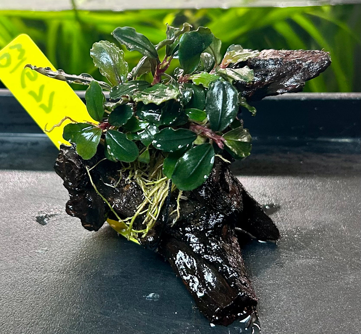 Bucephalandra brownie ghost ulu kapu on small driftwood - DW1677