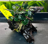 Bucephalandra brownie ghost ulu kapu on small driftwood - DW1677