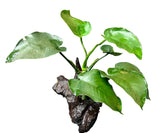  Anubias b.var.barteri 'Broad leaf' on Driftwood