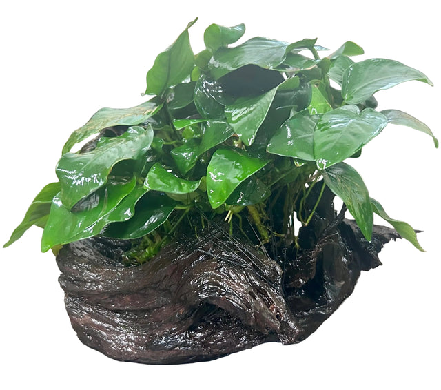Anubias barteri var. nana on Medium Driftwood Driftwood