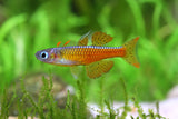 Red Neon Blue Eye Rainbow  (Pseudomugil luminatus)