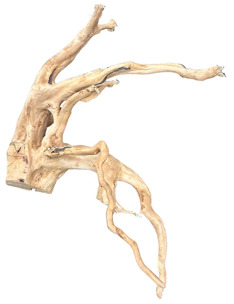  Large  Piece of Spiderwood