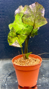 Nymphaea 'Tiger lotus green' 