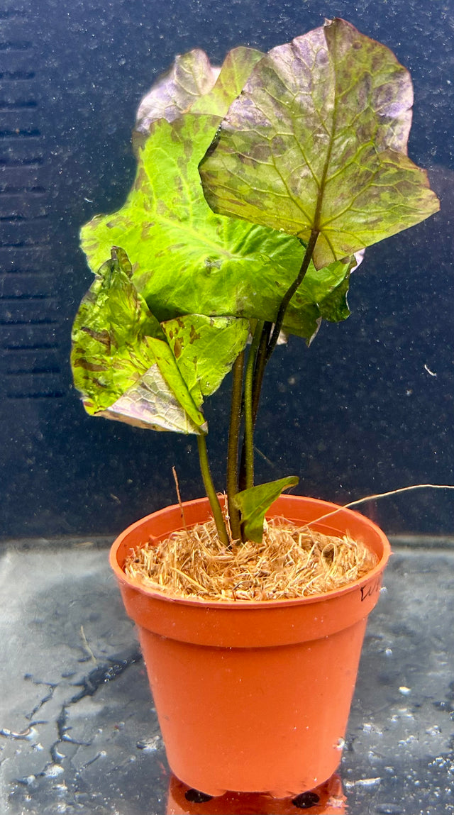 Nymphaea 'Tiger lotus green' 