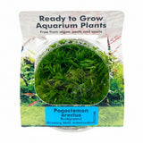 Pogostemon erectus Tissue Culture - C31350 | Tissue Cultures | Largest Tropical Fish Selection at Your Local Fish Store