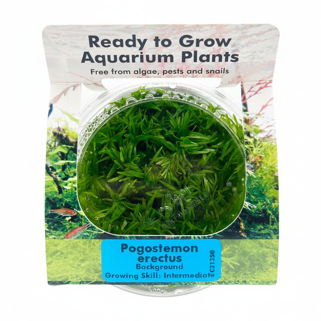 Pogostemon erectus Tissue Culture - C31350 | Tissue Cultures | Largest Tropical Fish Selection at Your Local Fish Store