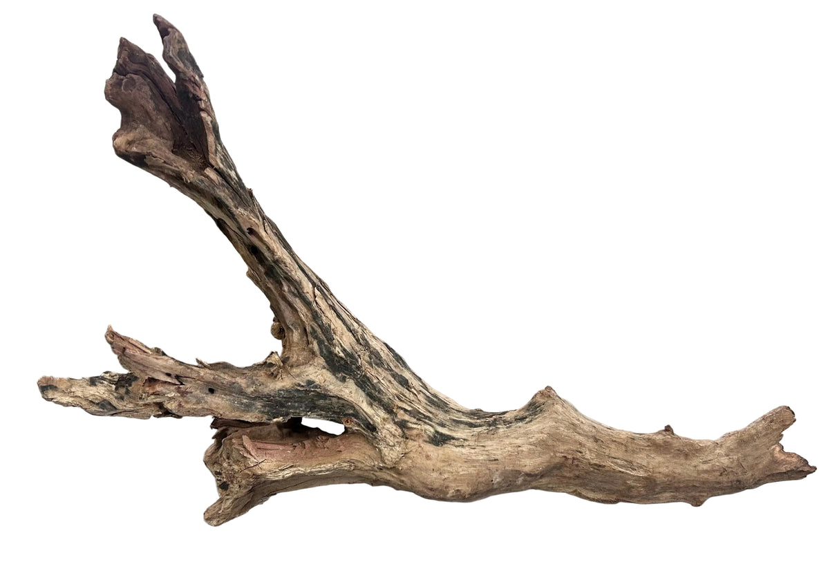 Malaysian Mangrove Sinking Driftwood