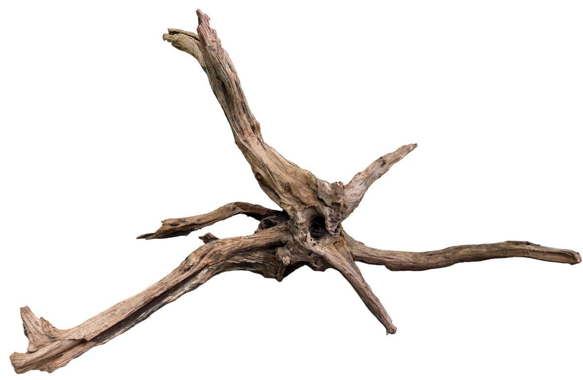 Malaysian Sinking Driftwood
