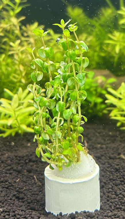 Rotala var "Pearl" Bare Root - WL1168 | Potted Plants | Largest Tropical Fish Selection at Your Local Fish Store