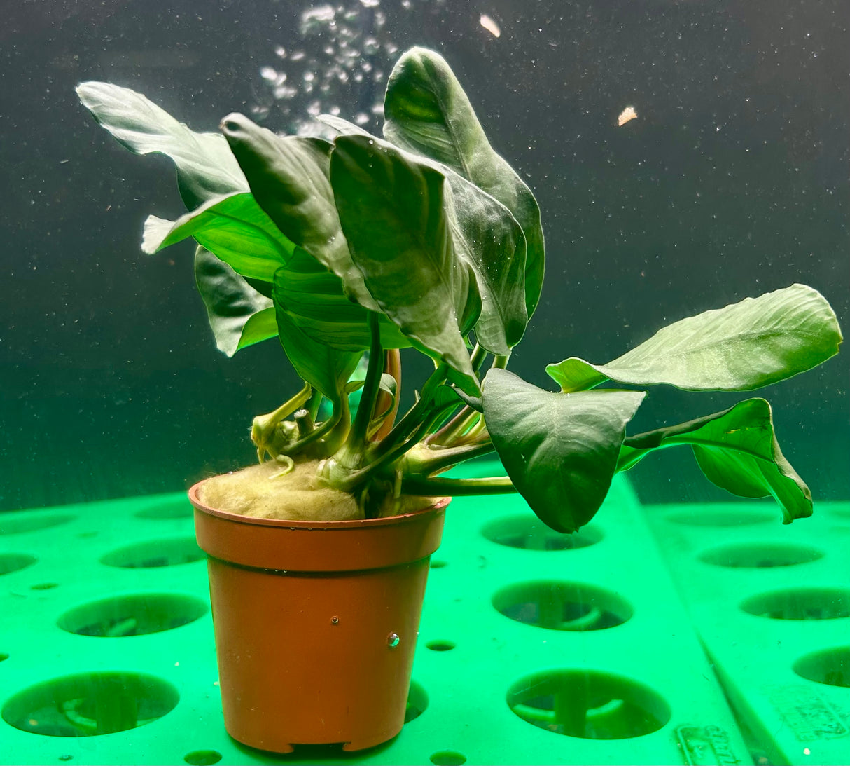 Anubias barteri var. coffeefolia Potted - WP1032 | Potted Plants | Largest Tropical Fish Selection at Your Local Fish Store