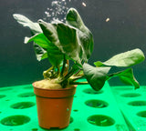 Anubias barteri var. coffeefolia Potted - WP1032 | Potted Plants | Largest Tropical Fish Selection at Your Local Fish Store