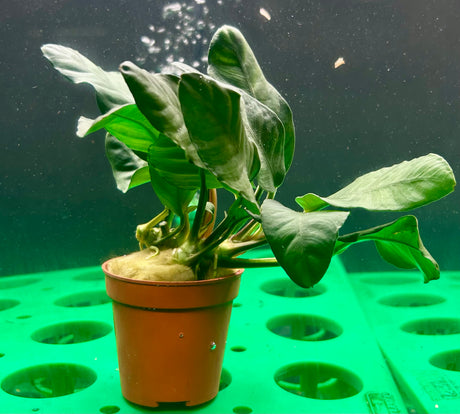 Anubias barteri var. coffeefolia Potted - WP1032 | Potted Plants | Largest Tropical Fish Selection at Your Local Fish Store