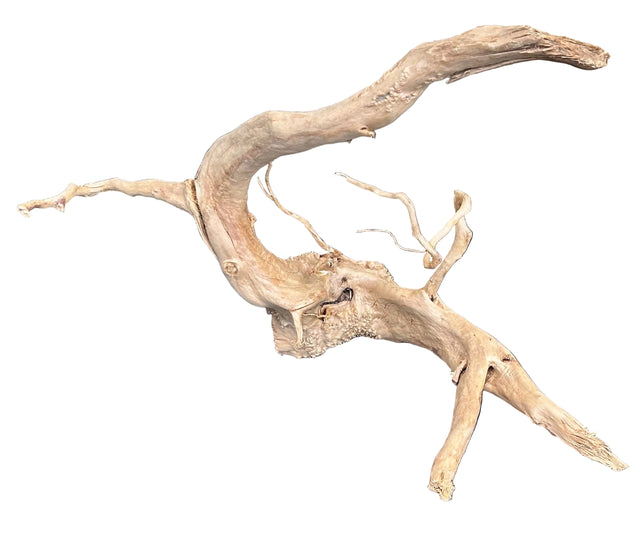 W.Y.S.I.W.Y.G.- 602-  Large Piece of Spiderwood | Substrates & Hardscape | Largest Tropical Fish Selection at Your Local Fish Store