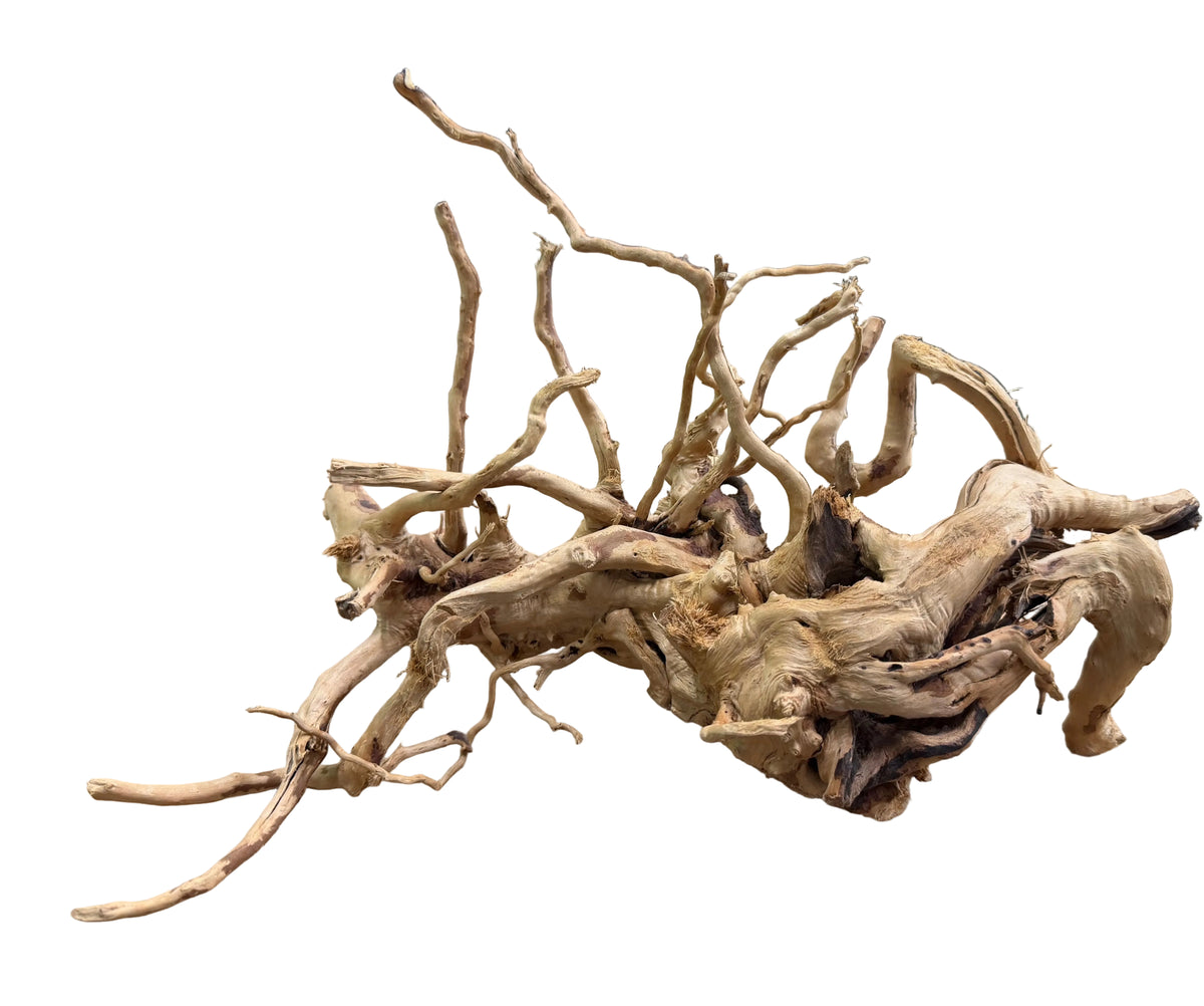 Piece of Spiderwood