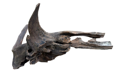Malaysian Mangrove Sinking Driftwood