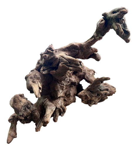 Malaysian Mangrove Sinking Driftwood